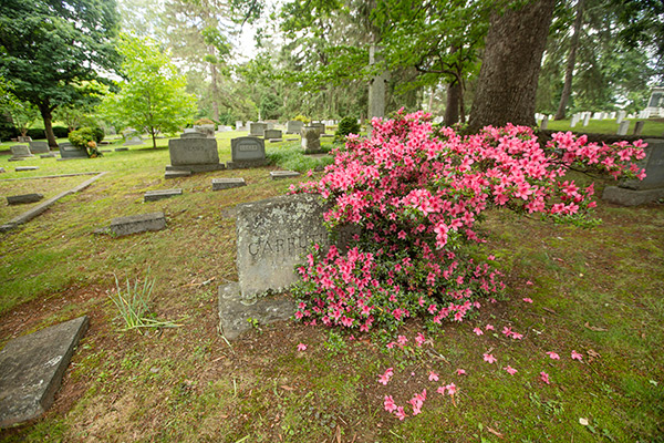 Gravesite of Elmer Carruthers with a flowering pink bush growing alongside it.